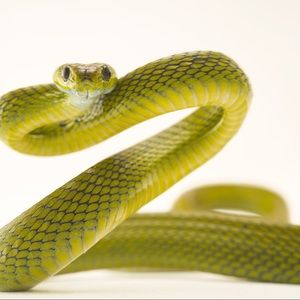 Meet your Posher, Addie